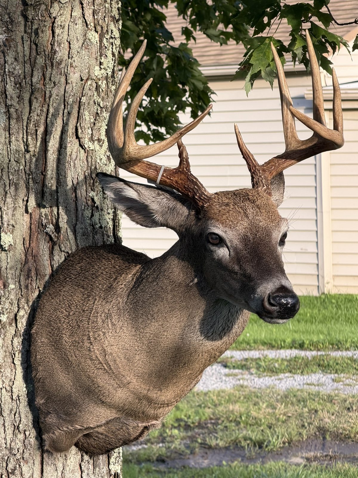 Whitetail shoulder mount three-quarter view by K-J Creations
